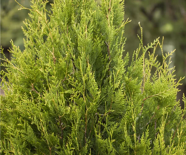 Thuja plicata