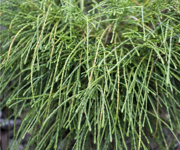 Thuja plicata 'Whipcord'