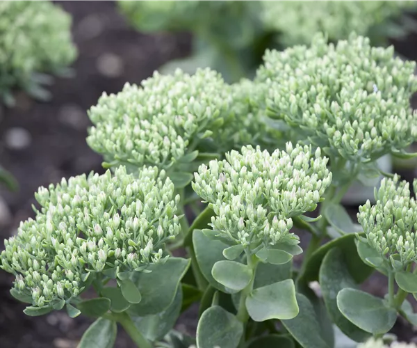Sedum telephium