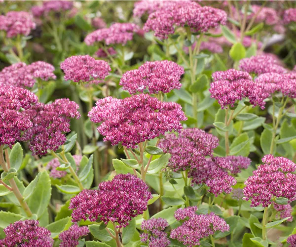 Sedum telephium 'Herbstfreude'