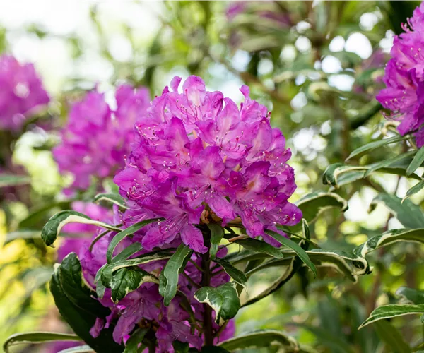 Immer gut in Form – Rhododendron zurückschneiden
