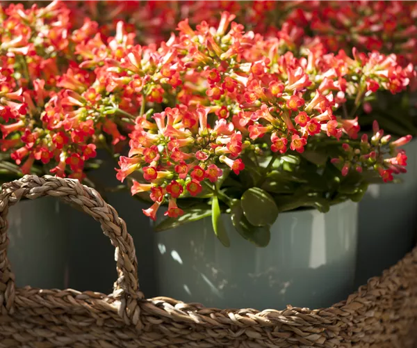 Eine Kalanchoe als blühendes Highlight im Haus