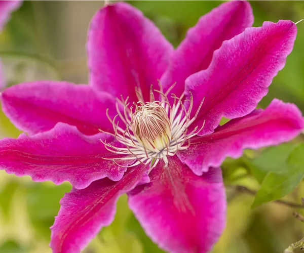 Kletterpflanzen pflegen und das Grün im Garten genießen