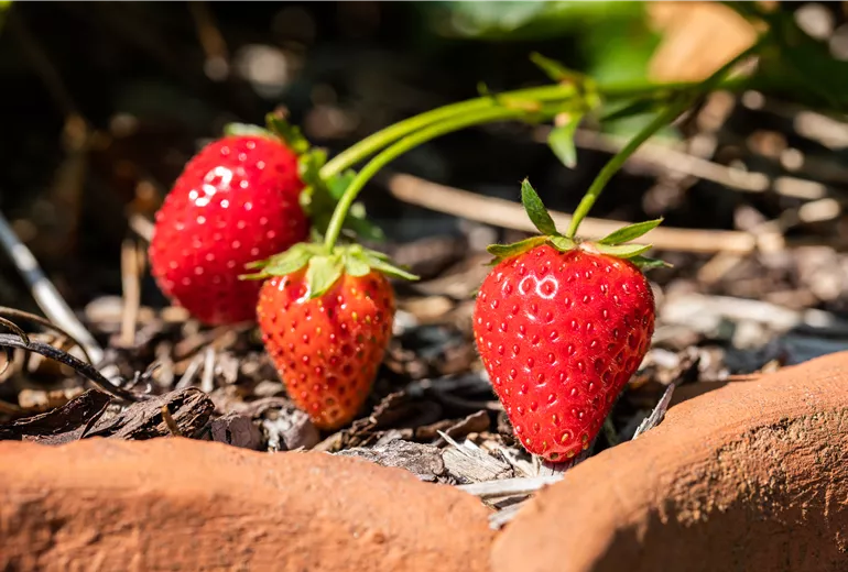 Fragaria x ananassa