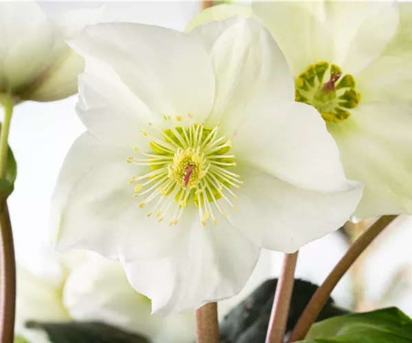 Christrosen im Garten als Blütenhighlight im Winter