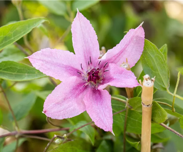 Kletterpflanzen zurückschneiden, damit nichts überwuchert