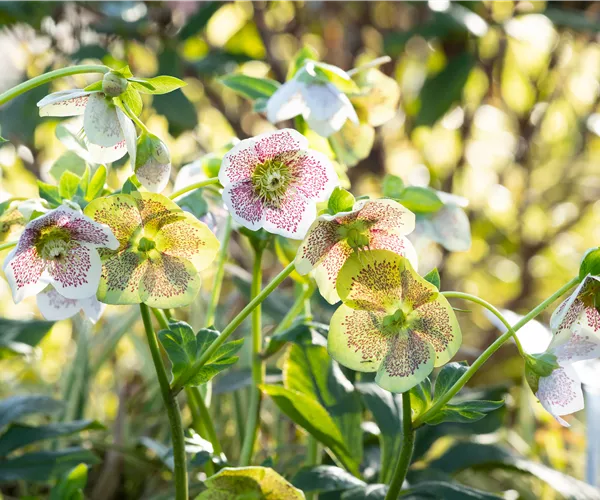 Christrosen pflanzen und für elegante Blüten sorgen