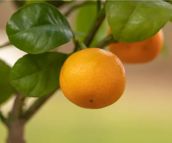 Mediterrane Pflanzen einpflanzen für den Urlaub Zuhause