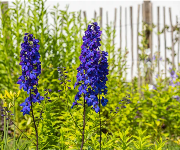 Rittersporn pflanzen und den Sommer einziehen lassen 