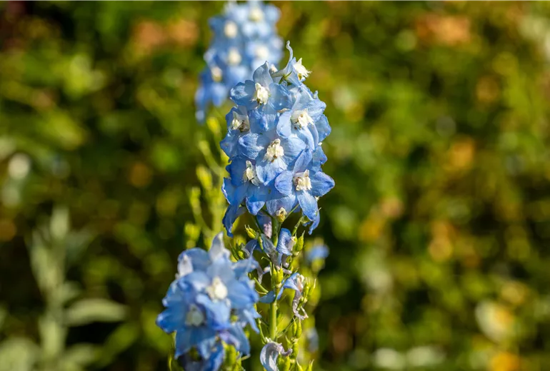 Delphinium x elatum