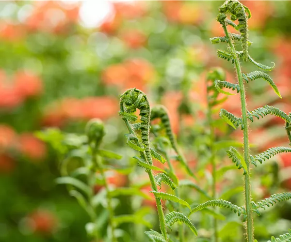 Der richtige Umgang mit giftigen Farnen im Garten