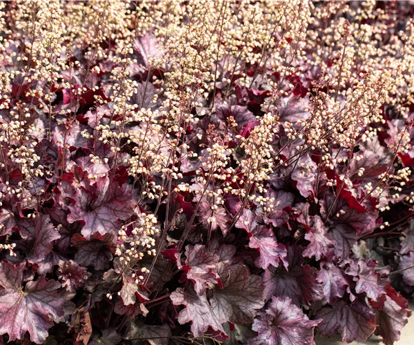 Purpurglöckchen pflanzen und den Garten bunt gestalten