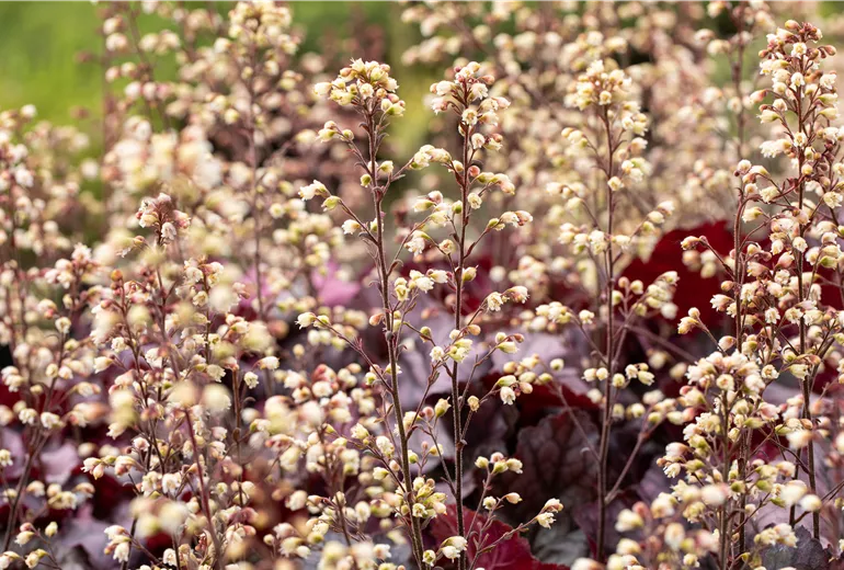 Heuchera 'Rex Purple'