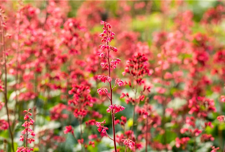 Heuchera 'Paris'