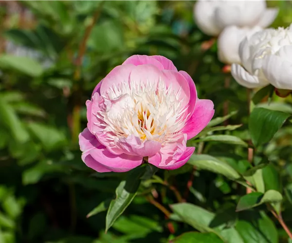 Pfingstrosen pflanzen und einmalige Blüten erleben
