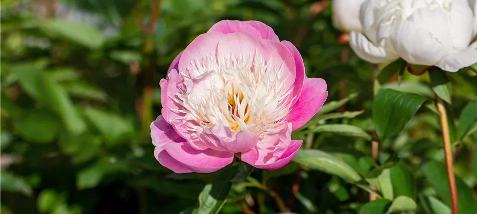 Paeonia lactiflora 'Bowl of Beauty'