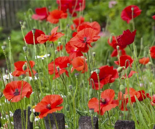 Der Klatschmohn – vom Acker in den Garten
