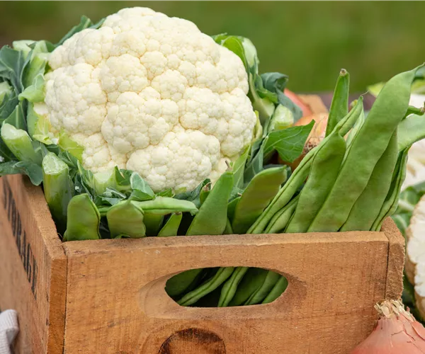 Der Anbau der beliebtesten Gemüsearten 