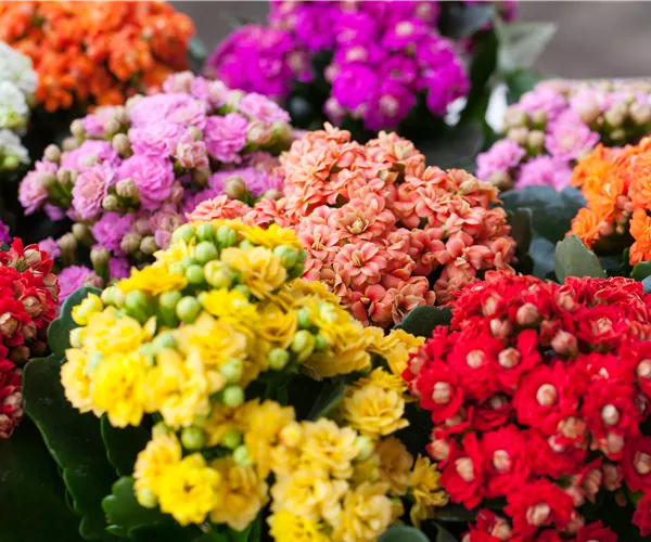 Kalanchoe pflanzen und Blüten im Winter genießen