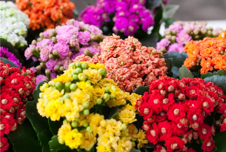 Kalanchoe blossfeldiana 'Rosalina'®