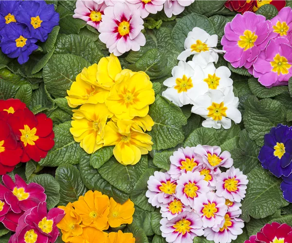 Primeln als unschlagbare Blütenstars im Frühling