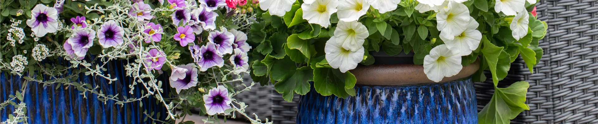 Petunien in Blumenkübeln
