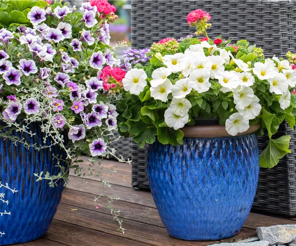 Petunien als beliebte Klassiker für Beet und Balkon