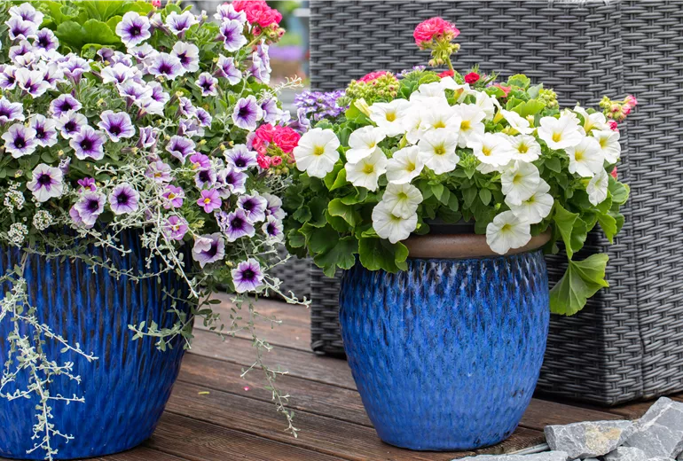 Petunien in Blumenkübeln