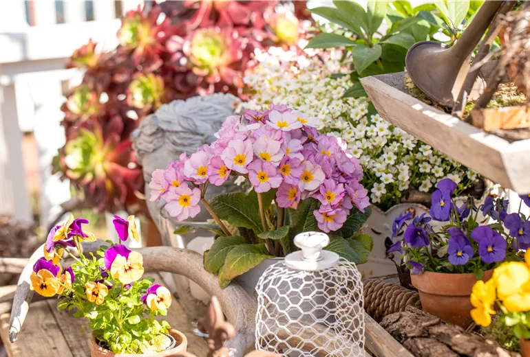 Dekoration mit Primeln und Hornveilchen