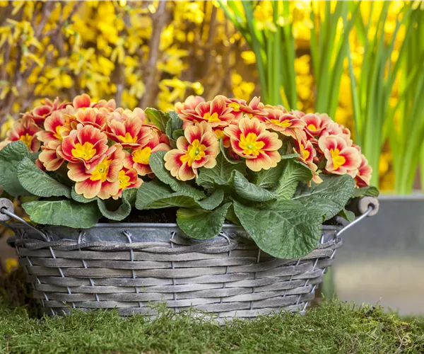 Primeln pflanzen und einen bunten Frühling genießen