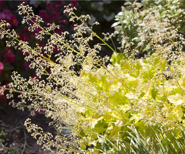 Purpurglöckchen als beliebte Stauden im Garten