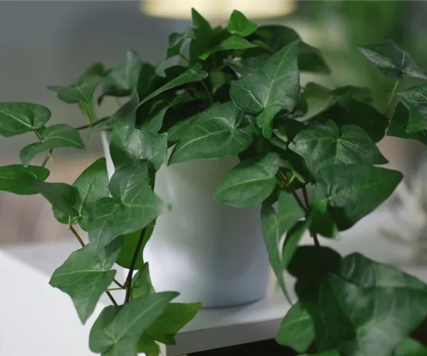 Zimmerpflanzenportrait - Efeu