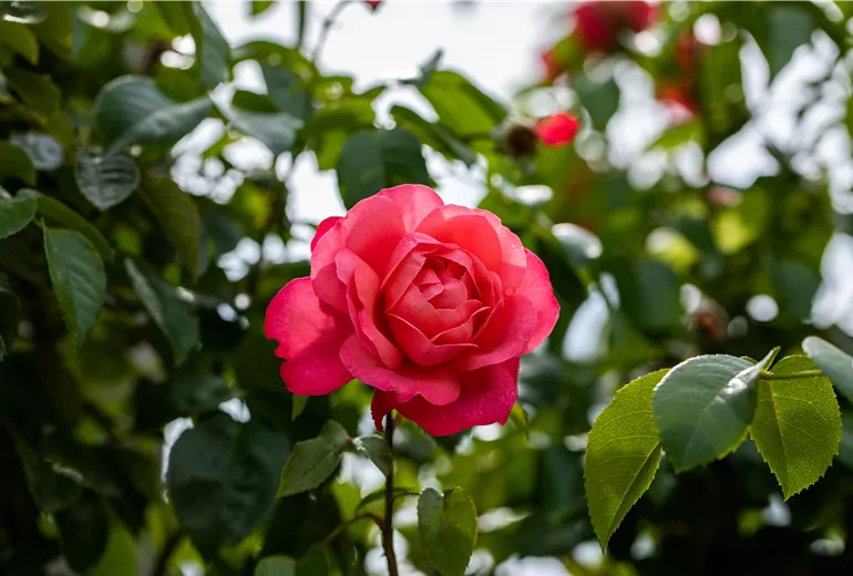 Rosa 'Rosanna'