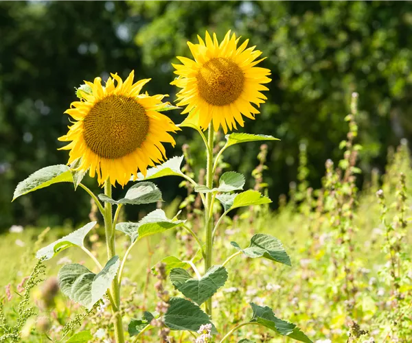 Sonnenblumen pflanzen und die schönsten Blüten genießen