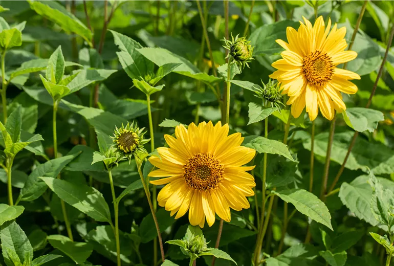 Helianthus decapetalus