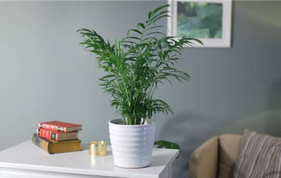 Zimmerpflanzenportrait - Bergpalme