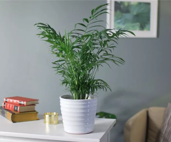 Zimmerpflanzenportrait - Bergpalme