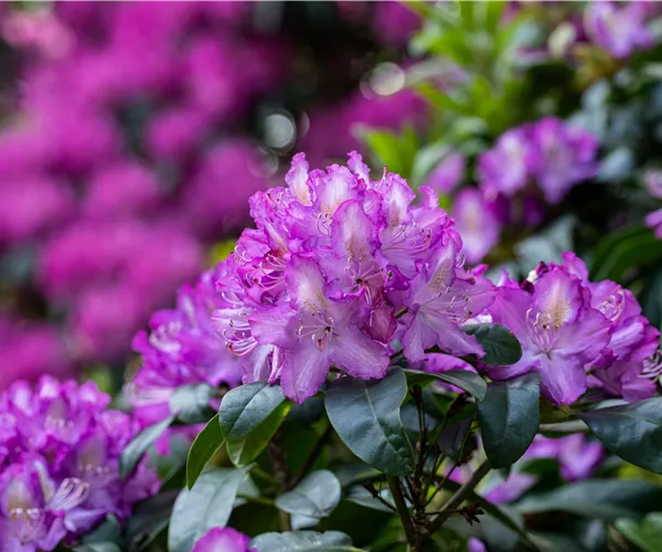 Rhododendron pflegen – So bleibt der Blütenstrauch gesund