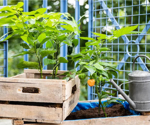 Ein Selbstversorgerbalkon für Anbau auf kleinstem Raum