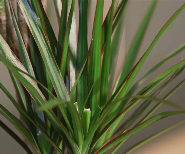 Zimmerpflanzenportrait - Drachenbaum