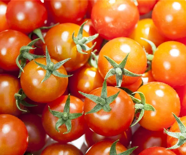 Die Tomate - Aroma, Schönheit und Genuss in eins