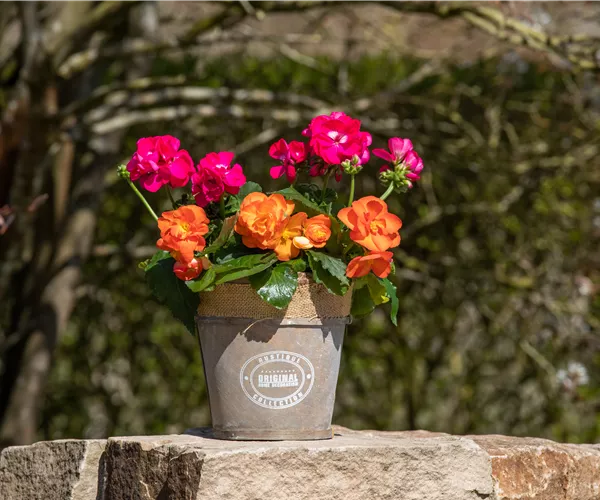 Begonien als blühende Akzente für Balkon und Garten