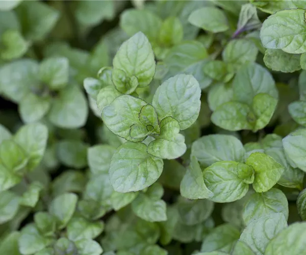Die Zitronen-Minze: die frische Sonnenanbeterin