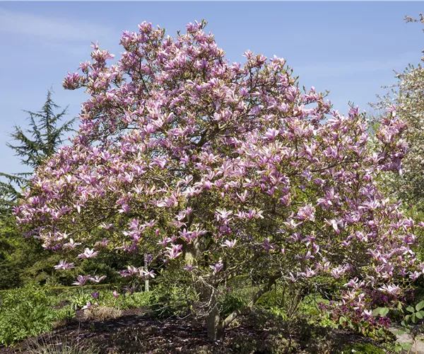 Magnolien als frühblühendes Highlight im Garten 