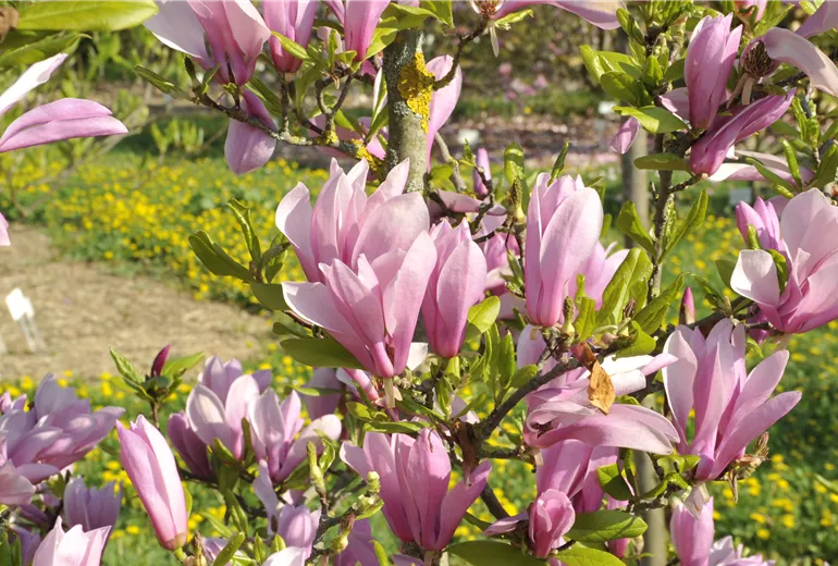 Magnolia x brooklynensis