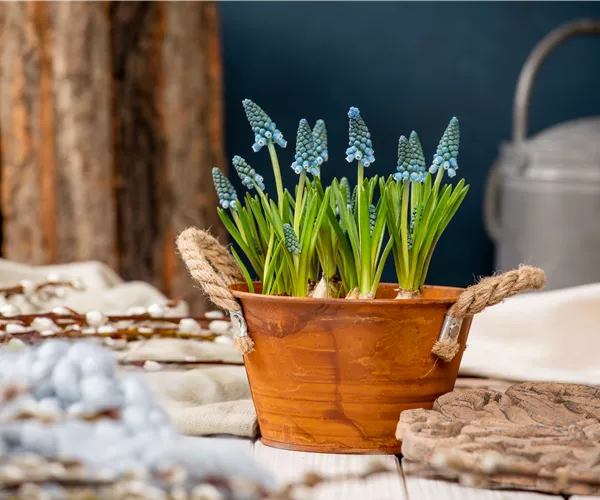 Die schönsten Frühblüher für Balkon und Terrasse