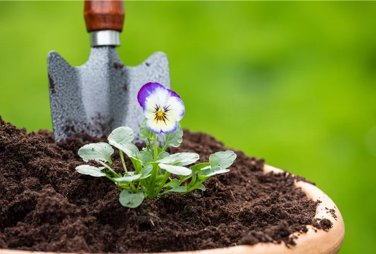 Erde - Hornveilchen einpflanzen