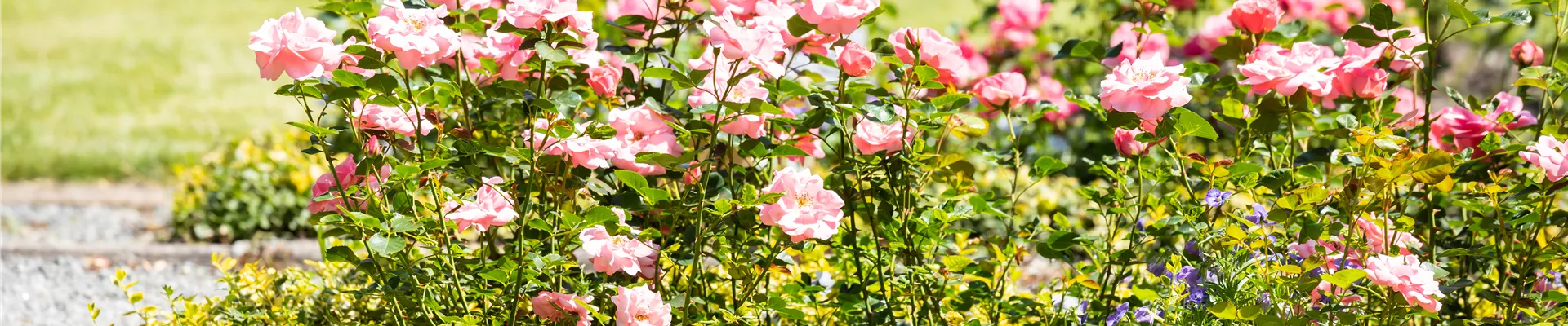 Rosenbeet