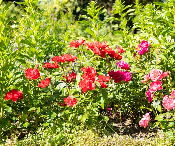 Beetrosen pflanzen und wunderschöne Blüten bewundern