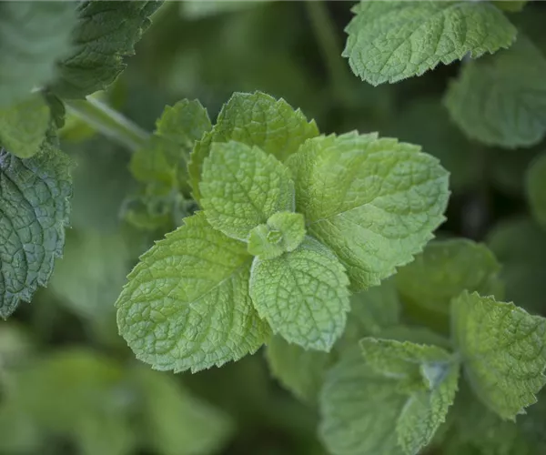 Die Apfel-Minze: der samtige Riese im Kräuterbeet